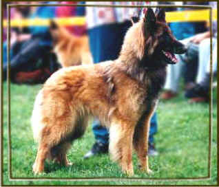 Nenice v. G�ldenwerth